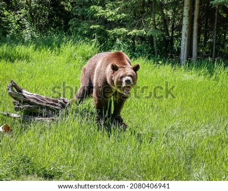 The grizzly bear is also known as the North American brown bear or simply grizzly. It's a population or subspecies of the brown bear inhabiting North America.