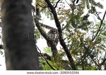 The little owl is sitting on a branch of a tree