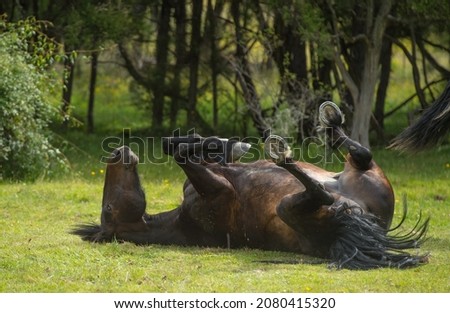 horse rolling on green grass in outdoor paddock with trees in background horse rolling to scratch back or due to equine colic issues with all four legs in the air hooves with shoes horizontal format  Royalty-Free Stock Photo #2080415320