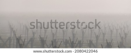 Grape Vine Poles in Industrial Agriculture