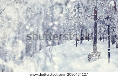 Winter forest landscape. Tall trees under snow cover. January frosty day in park.