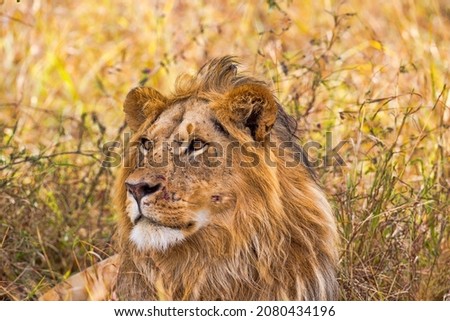 A close-up of a male lion. Taken in Kenya