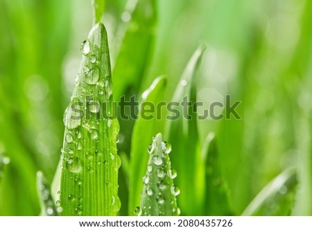 Wet green grass close-up detail