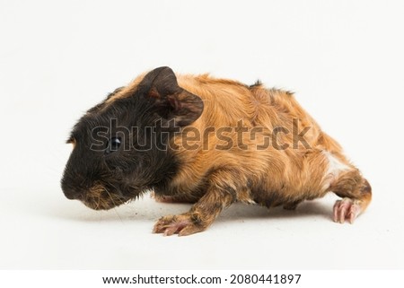 baby guinea pig isolated on white background
