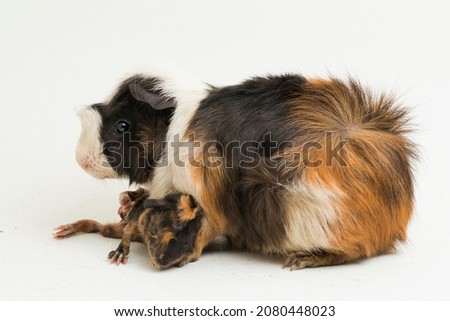 Guinea pig mom with baby isolated on white background
