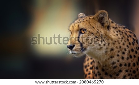 The rare gepard Acinonyx jubatus hunts for prey quietly and watches, the best photo.