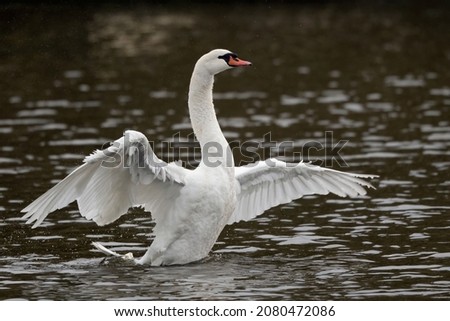 Mute swan shoeing off by spreading wings