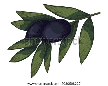 Vector olive branch illustration. Colorful hand drawn eco food clip art isolated on white background. For print, web, design, decor.