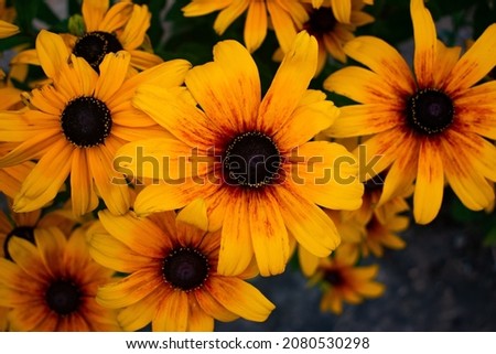 Sunflowers on a rainy day