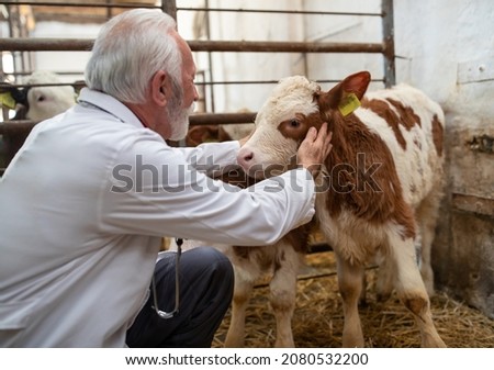 Senior man veterinarian examining baby animal simmental calf in cowshed on straw in stable Royalty-Free Stock Photo #2080532200