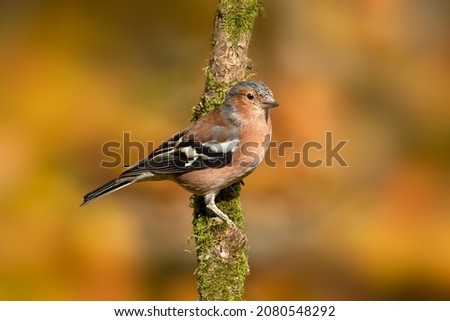 Male Chaffinch (Fringilla coelebs) perching on branch against diffused autumnal background Royalty-Free Stock Photo #2080548292