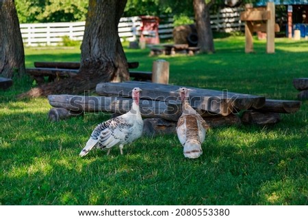 Turkeys in the village in the pasture. Background with copy space for text or inscriptions. Selective focus