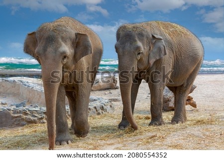 Elephants walking on the sand beach. Two big Elephant partners affectionately playing against blue sky and blue ocean waves background. Front View Of Elephant Family touching each other gently. poster