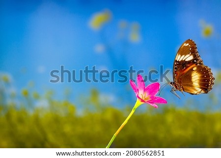 A brown butterfly flies over a rain lily flower, greenery background and bright sunshine, copy space