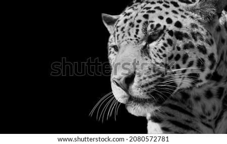 Dangerous Cheetah Closeup On The Black Background