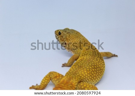 Cute and adorable leopard gecko with morph schtct Tremper on isolated white background. Leopard gecko lizard, close up macro.