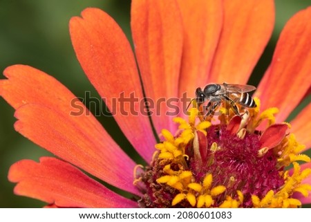 Picture of bee or honeybee on the Red purple flower or orange flower.