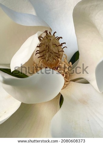 Southern magnolia flower close up