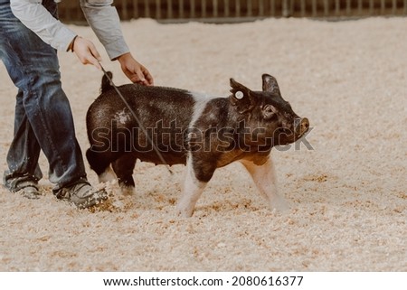 Belted cross bred show pig (gilt) driving in the show ring at a livestock show Royalty-Free Stock Photo #2080616377