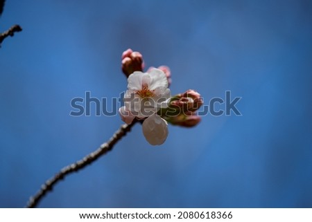 Yoshino cherry tree that has begun to bloom