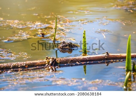 A large green frog swims in the marsh. Detailed image of a frog in water.