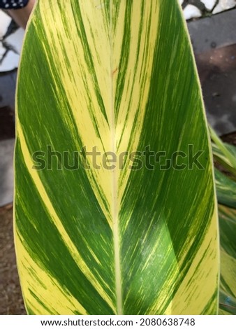 landscape photos of beautiful and natural striped pandanus can be used for backgrounds and patterns