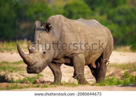 White rhinoceros, square-lipped rhinoceros or rhino (Ceratotherium simum) and red-billed oxpecker (Buphagus erythrorynchus). Mpumalanga. South Africa. Royalty-Free Stock Photo #2080644673