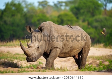 White rhinoceros, square-lipped rhinoceros or rhino (Ceratotherium simum) and red-billed oxpecker (Buphagus erythrorynchus). Mpumalanga. South Africa. Royalty-Free Stock Photo #2080644682