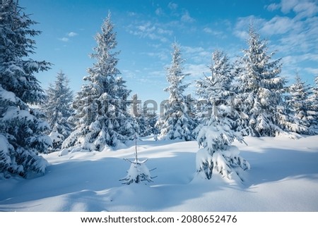 Spectacular snow-covered spruces on a frosty sunny day. Carpathian mountains, Ukraine, Europe. Picturesque wallpapers. Fabulous photo of winter vacation. Happy New Year. Discover the beauty of earth.