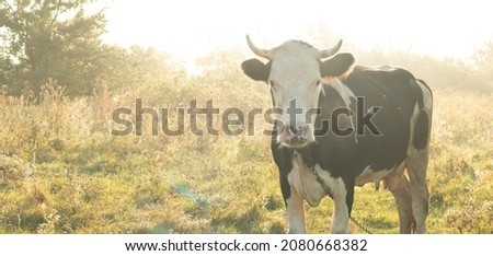 Sunrise in the background of a meadow with a cow in fog.