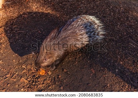 Porcupine enjoying lunch, detail on its head