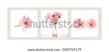 Pink blossoms photographed in studio