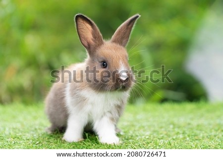 Lovely furry baby white and brown rabbit looking at something while sitting on green grass over bokeh nature background. Easter animal new born bunny concept.