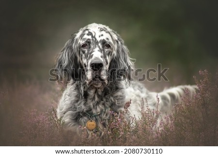 Graceful english setter and heather Royalty-Free Stock Photo #2080730110