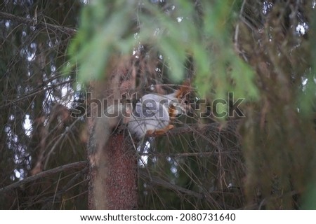 Squirrel with winter fur on a tree in the forest. Soft focus
