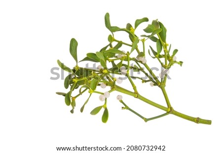 mistletoe branches isolated on white background 