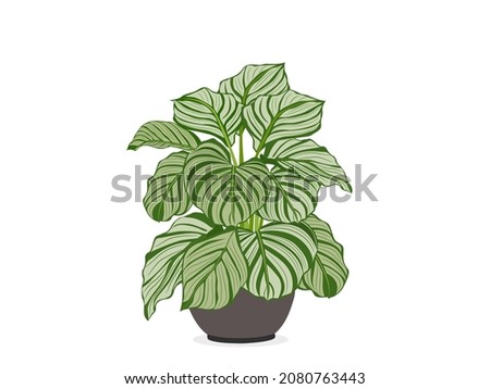 Calathea Orbifolia is a potted ornamental plant with isolated white background. Royalty-Free Stock Photo #2080763443