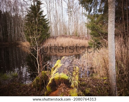 Pond with trees and grass on a winter day without snow. Latvia