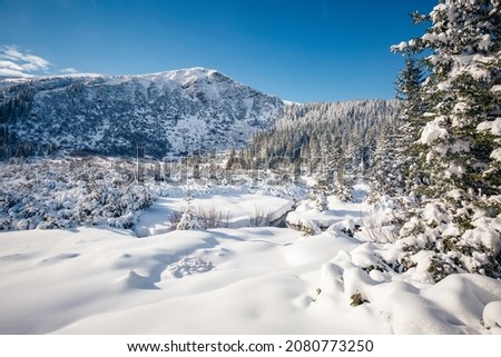 Christmas trees are covered with snow after a heavy snowfall on a frosty day. Carpathian mountains, Ukraine, Europe. Exotic wallpapers. Fabulous photo of Happy New Year. Discover the beauty of earth.