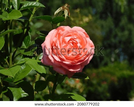 beautiful blooming roses with pink petals
					