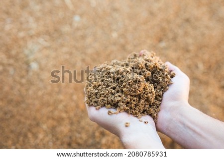 Hands holding bunch of brewer's grains, livestock feed. Royalty-Free Stock Photo #2080785931