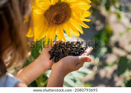 The child holds sunflower seeds in her hands. Selective focus. Nature.