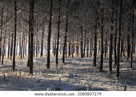 Snow-covered forest. The sun shines through the trees