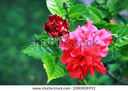 Blooming double pink hibiscus flower and bud with green leaves background