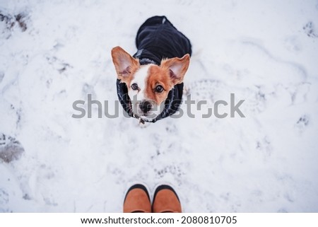 unrecognizable female feet boots walking on snowy landscape during winter. cute small hack russell dog wearing coat besides.hiking concept, top view