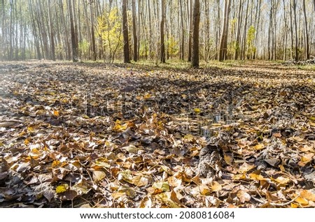 The ambience of the forest in the autumn, by the river Danube.