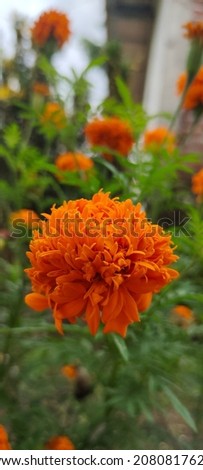 Orange paper flowers attract bees