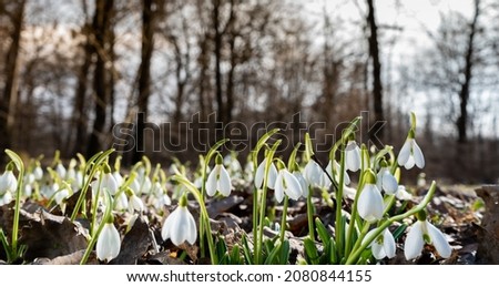 Flowers snowdrops in garden, sunlight. First beautiful snowdrops in spring. Common snowdrop blooming. Galanthus nivalis bloom in spring forest. Snowdrops close up. Royalty-Free Stock Photo #2080844155