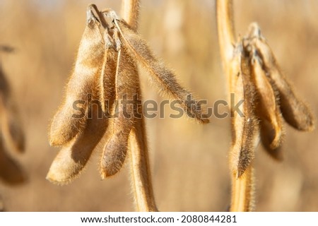 Mature soybeans on soybean plantation in close-up