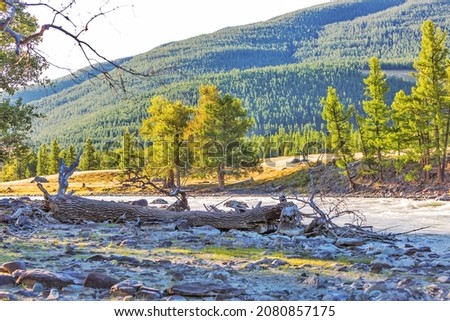 Chuya River in the Kurai steppe of the Altai Mountains, surrounded by larches and poplars. Kosh-Agachsky district of the Altai Republic, South of Western Siberia